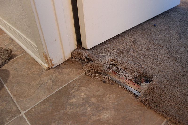 Pet Damage before repair
