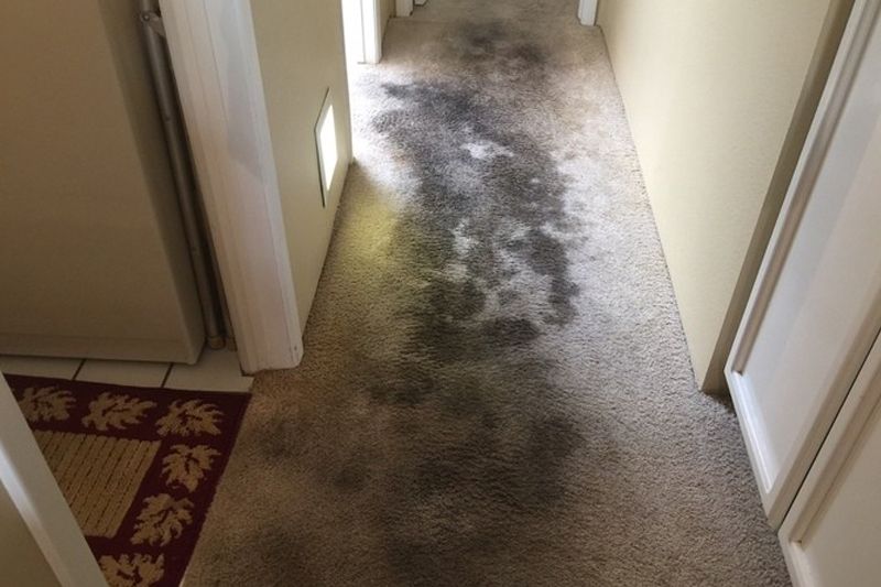 Carpet Cleaning before repair